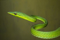 Vine Snake (Oxybelis brevirostris), Ecuador