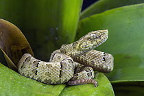 Osborne's Lancehead (Bothrops osbornei) juvenile showing differently colored tail tip used for caudal luring, native to South America