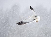 Lesser Black-backed Gull (Larus fuscus) flying during snowfall, Oulu, Finland