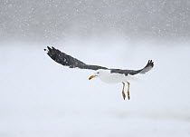 Lesser Black-backed Gull (Larus fuscus) flying during snowfall, Oulu, Finland