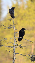 Common Raven (Corvus corax) pair, Oulu, Finland
