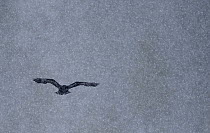 Common Raven (Corvus corax) flying during snowfall, Oulu, Finland