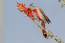 Pyrrhuloxia (Cardinalis sinuatus) male feeding on Ocotillo (Fouquieria splendens) flowers, southern Arizona