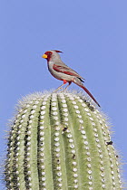 Pyrrhuloxia (Cardinalis sinuatus) male atop a cactus, southern Arizona