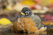 American Robin (Turdus migratorius) bathing, western Montana