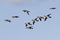 American Wigeon (Anas americana) group in courtship flight in spring, central Montana