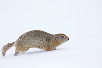 Arctic Ground Squirrel (Spermophilus parryii) running through snow, central Alaska