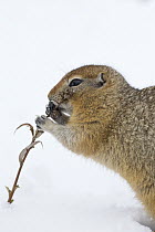 Arctic Ground Squirrel (Spermophilus parryii) feeding in snow, central Alaska
