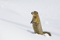 Arctic Ground Squirrel (Spermophilus parryii) in snow, central Alaska