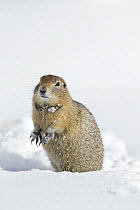 Arctic Ground Squirrel (Spermophilus parryii) in snow, central Alaska