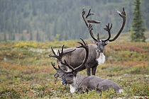 Barren-ground Caribou (Rangifer tarandus groenlandicus) bulls in rainfall, central Alaska