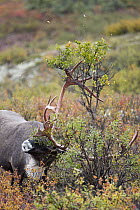 Barren-ground Caribou (Rangifer tarandus groenlandicus) bull tearing up willow bush in fall, central Alaska