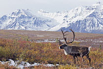 Barren-ground Caribou (Rangifer tarandus groenlandicus) bull in tundra, central Alaska