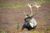 Barren-ground Caribou (Rangifer tarandus groenlandicus) bull in tundra in fall, central Alaska