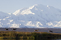 Barren-ground Caribou (Rangifer tarandus groenlandicus) bulls on ridge, Mount Denali, central Alaska