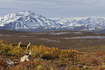 Barren-ground Caribou (Rangifer tarandus groenlandicus) bull in tundra, central Alaska
