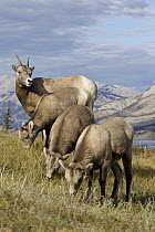 Bighorn Sheep (Ovis canadensis) ewes and lambs grazing, western Canada
