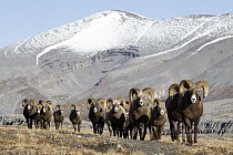 Bighorn Sheep (Ovis canadensis) rams in tundra, western Canada