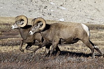 Bighorn Sheep (Ovis canadensis) rams running, western Canada