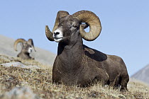 Bighorn Sheep (Ovis canadensis) rams, western Canada