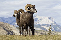 Bighorn Sheep (Ovis canadensis) rams, western Canada
