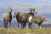 Bighorn Sheep (Ovis canadensis) rams, ewe, and lamb, western Canada