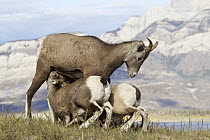 Bighorn Sheep (Ovis canadensis) ewe nursing lambs, western Canada