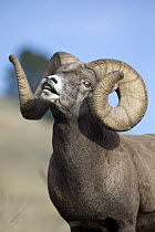 Bighorn Sheep (Ovis canadensis) ram flehming, western Montana