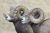 Bighorn Sheep (Ovis canadensis) rams, western Montana