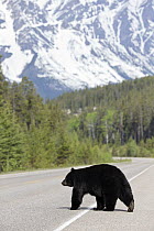 Black Bear (Ursus americanus) crossing highway, western Canada