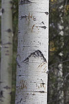 Black Bear (Ursus americanus) claw marks on tree, western Canada