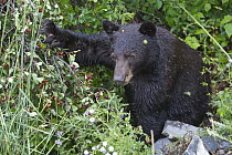 Black Bear (Ursus americanus) feeding on Serviceberry (Amelanchier sp), western Montana