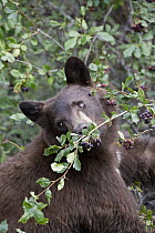 Black Bear (Ursus americanus) feeding on Serviceberry (Amelanchier sp), western Montana