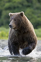 Grizzly Bear (Ursus arctos horribilis) foraging for salmon in stream, Geographic Harbor, Alaska