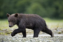 Grizzly Bear (Ursus arctos horribilis) cub, Geographic Harbor, Alaska