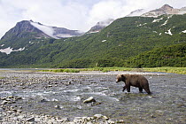 Grizzly Bear (Ursus arctos horribilis) walking through stream, Geographic Harbor, Alaska