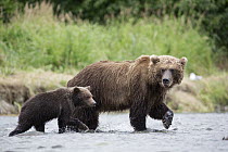 Grizzly Bear (Ursus arctos horribilis) female and cub walking through stream, Geographic Harbor, Alaska
