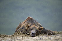 Grizzly Bear (Ursus arctos horribilis) male lying in sand in rain, Geographic Harbor, Alaska