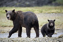 Grizzly Bear (Ursus arctos horribilis) mother and cub, Geographic Harbor, Alaska