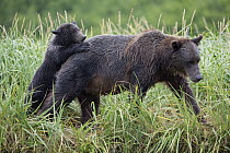 Grizzly Bear (Ursus arctos horribilis) mother and playing cub, Geographic Harbor, Alaska