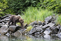 Grizzly Bear (Ursus arctos horribilis) walking along shoreline, Geographic Harbor, Alaska