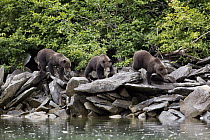 Grizzly Bear (Ursus arctos horribilis) yearling cubs walking along shoreline, Geographic Harbor, Alaska