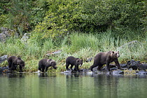Grizzly Bear (Ursus arctos horribilis) mother and cubs walking along shoreline, Geographic Harbor, Alaska