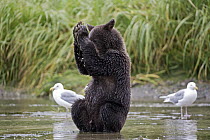 Grizzly Bear (Ursus arctos horribilis) yearling cub playing in water, Geographic Harbor, Alaska