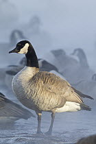 Canada Goose (Branta canadensis) flock, Missouri River, central Montana