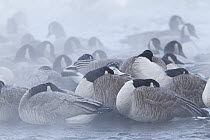 Canada Goose (Branta canadensis) flock resting, Missouri River, central Montana