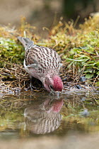 Cassin's Finch (Carpodacus cassinii) male drinking from spring, western Montana