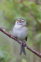 Clay-colored Sparrow (Spizella pallida) calling, western Montana