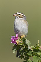 Clay-colored Sparrow (Spizella pallida), western Montana