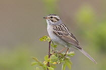 Clay-colored Sparrow (Spizella pallida), western Montana